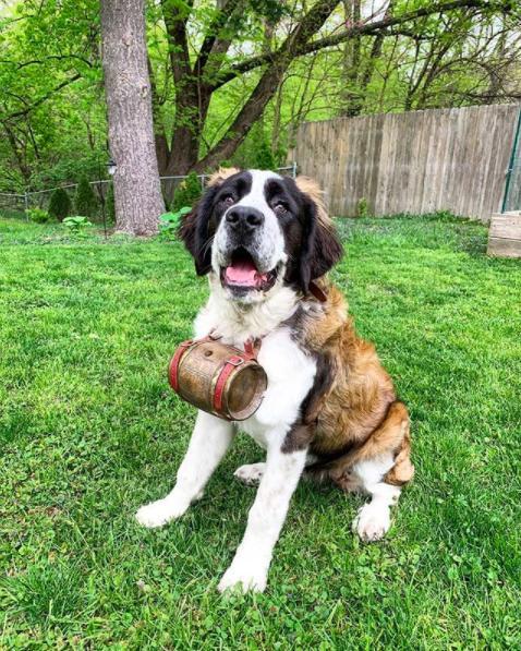 The Best Practical Gifts We’ve Given Our Saint Bernard