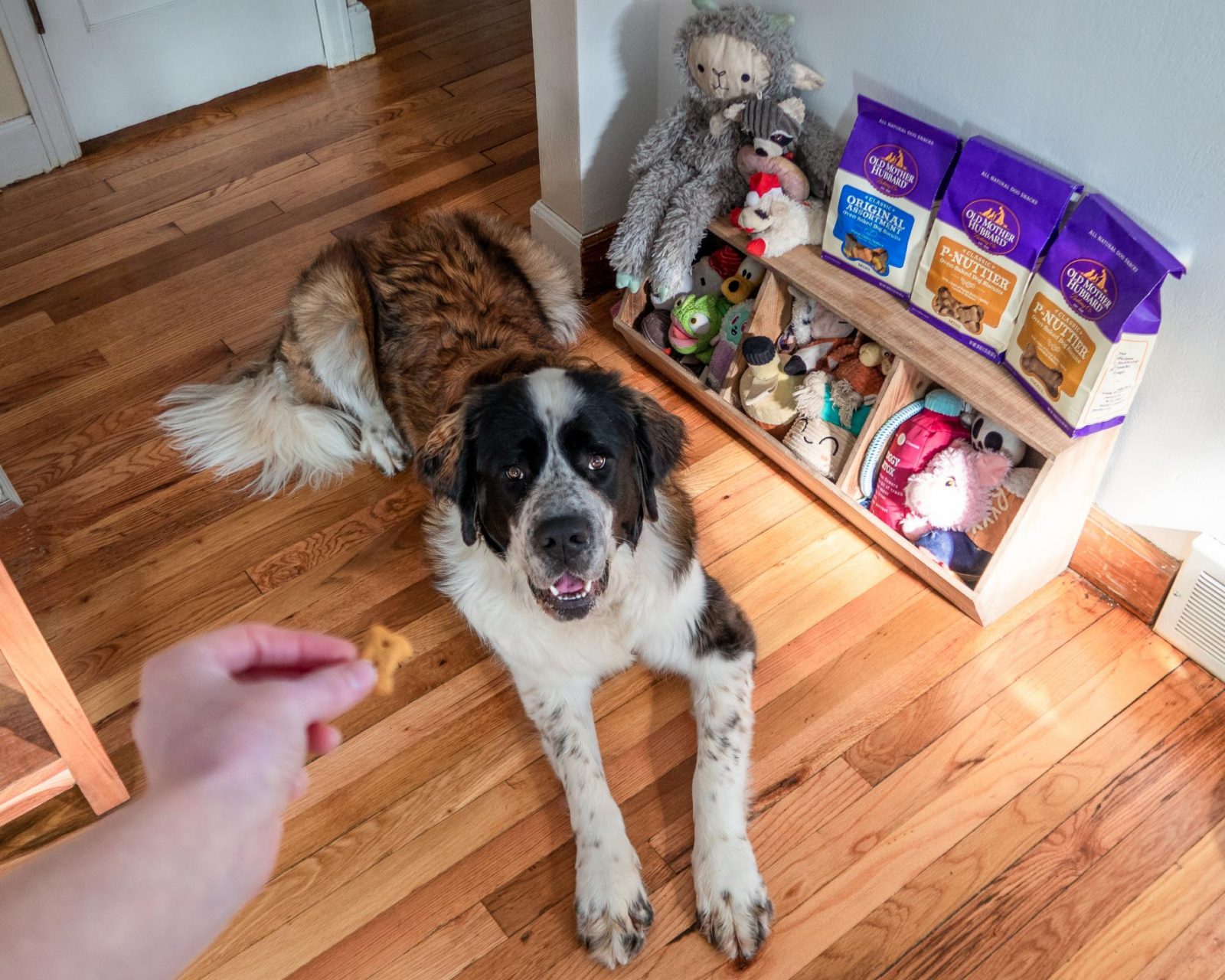 My Trick for Building a Great Relationship With Your Dog