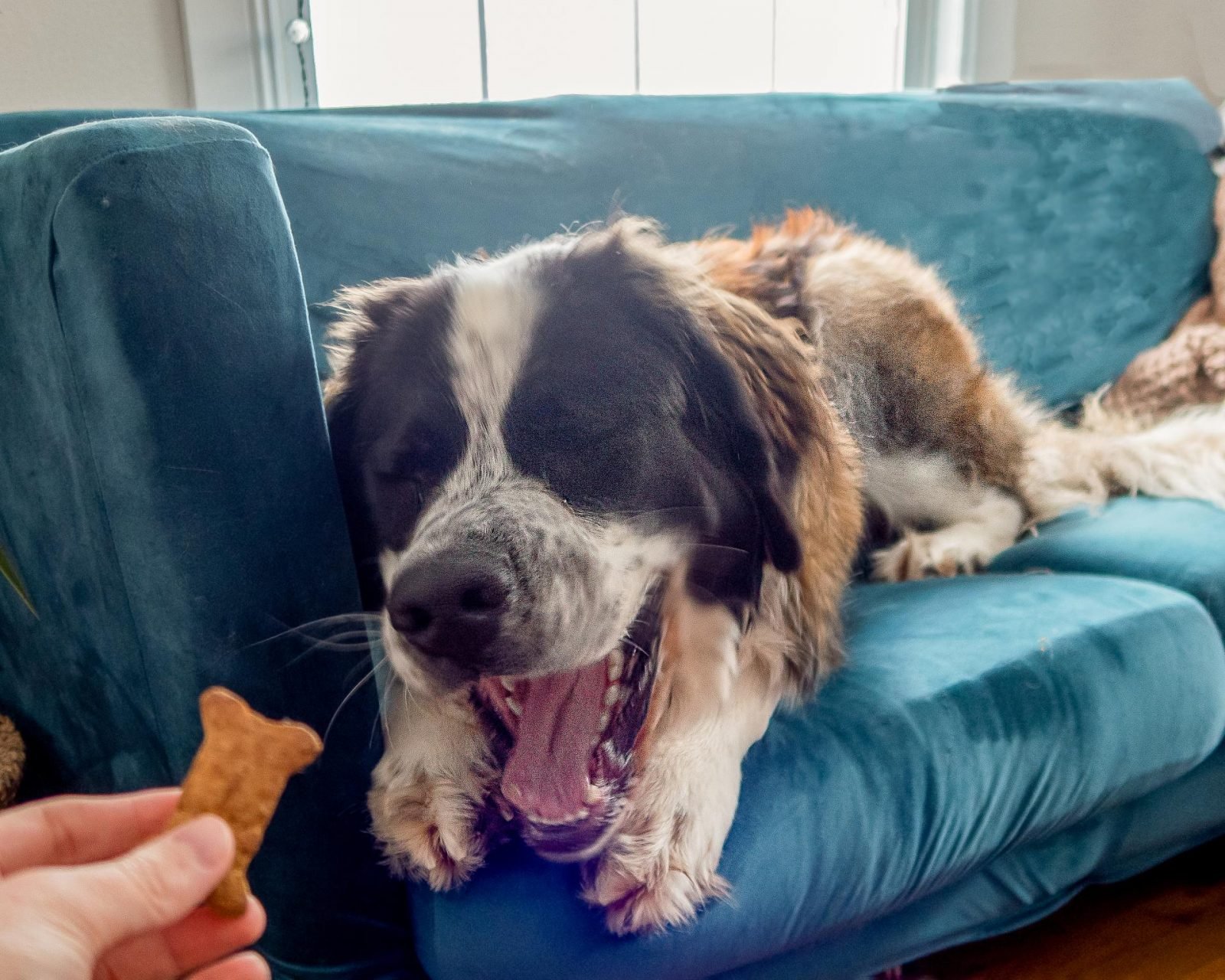 Maisie is mid yawn, looking like she is smiling, while a hand offers her an Old Mother Hubbard bone shaped dog treat.
