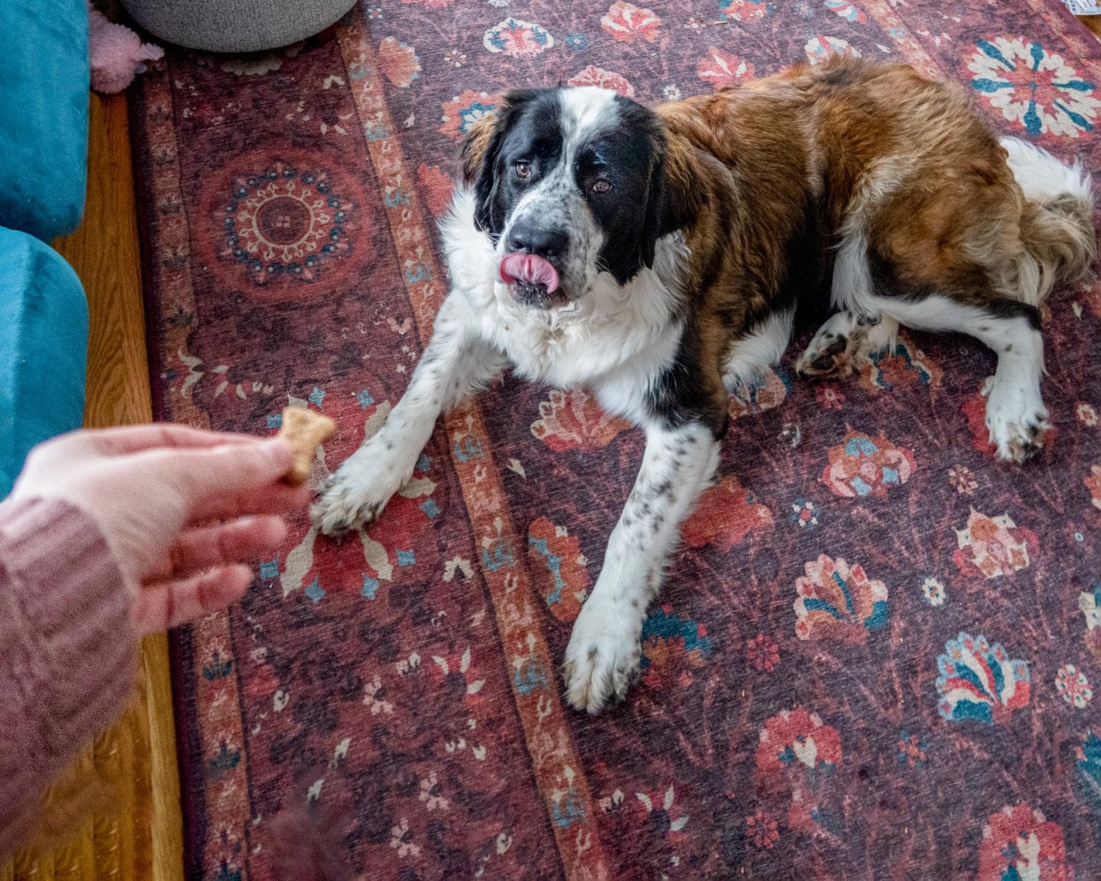 Maisie the Saint Bernard is lying on a red patterned rug licking her lips while being offered a treat. 